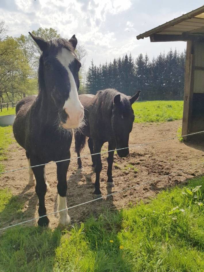 Appartement de vacances pour 6 personnes, avec jardin ainsi que sauna et vue sur le lac dans les Ardennes - 2
