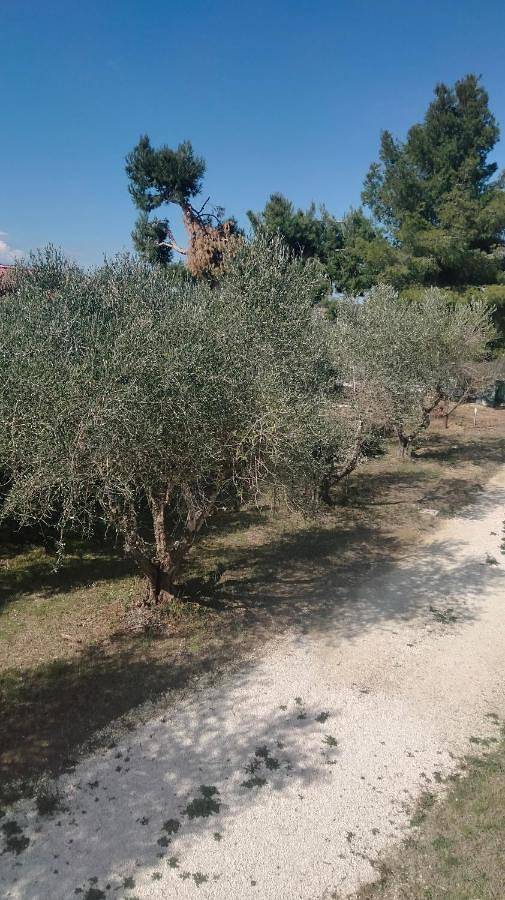 Ganze Wohnung, La Casa del Sole in Belvedere Ostrense, Ancona Provinz