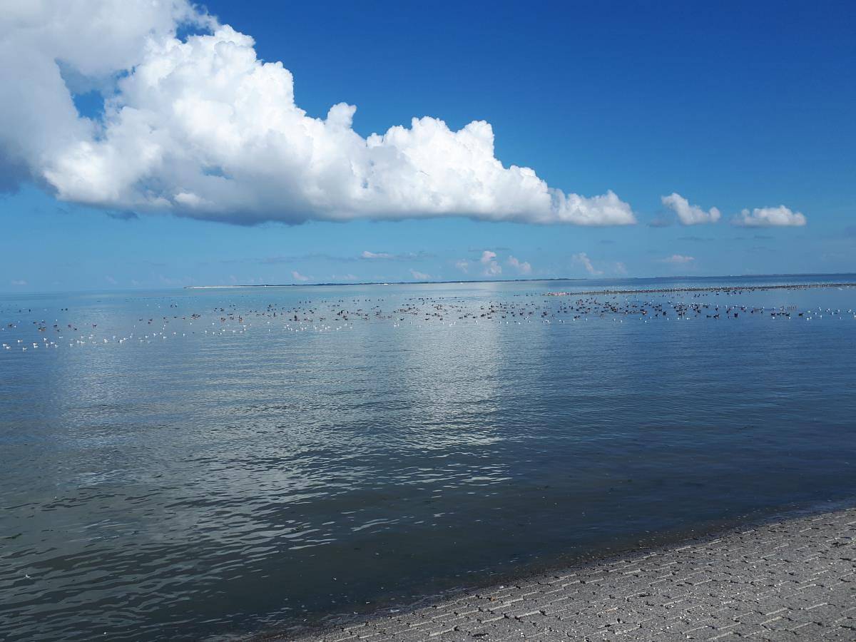 Ganze Wohnung, Deichblick Wo 5, Schillighörn 1, Schillig in Schillig Strand, Wangerland