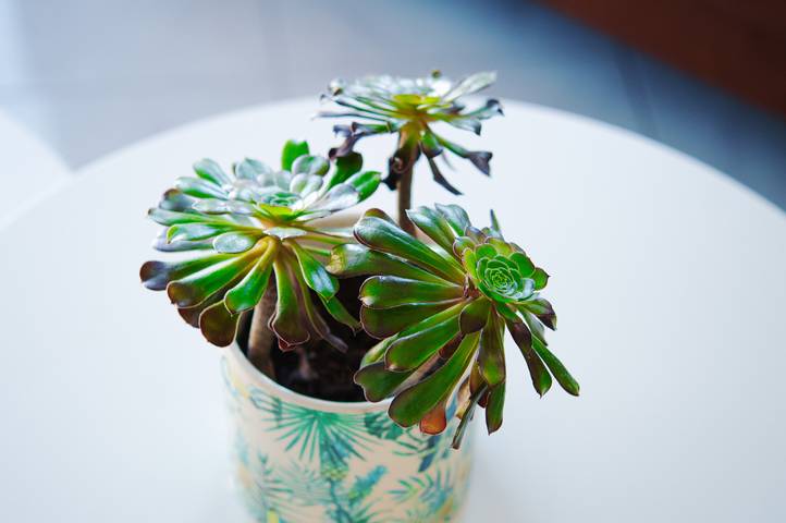 Ferienhaus für 2 Personen, mit Garten und Kinderpool an der Costa Blanca - 4