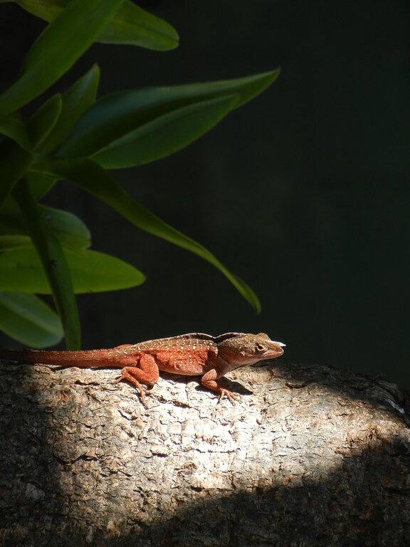 Vacation rental for 4 people, with hot tub and yard as well as pool in Wailea