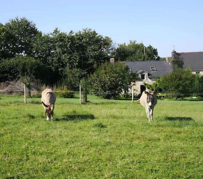Maison de vacances pour 4 personnes, avec jardin, animaux acceptés dans le Finistère - 4
