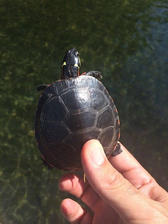 Westwind Georgian Bay Muskoka Cottage Retreat Private Access (Sleeps Max 8) in Muskoka