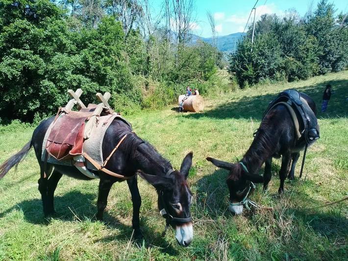 Maison de campagne pour 3 personnes, avec jardin et vue à Pieve Fosciana - 2