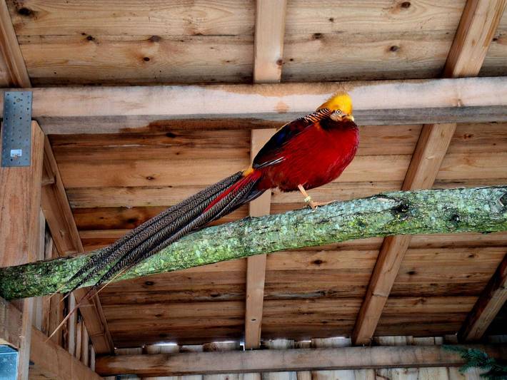 Ferienhaus für 5 Personen, mit Pool und Garten sowie Balkon, mit Haustier in Lam - 4