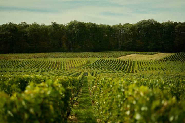 Location de vacances pour 47 personnes, avec terrasse et jardin, animaux acceptés à Thauvenay - 2
