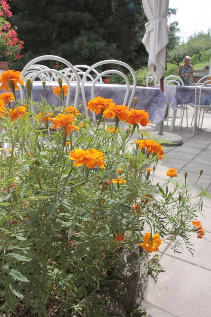 Hôtel pour 3 personnes, avec jardin ainsi que vue et balcon dans Gignod - 2