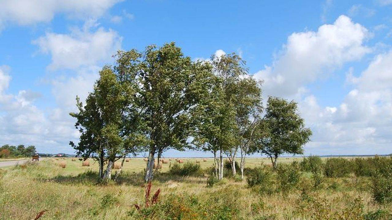 Doppelzimmer für 2 Personen (20 m²) in Insel Hiddensee in Kloster, Hiddensee