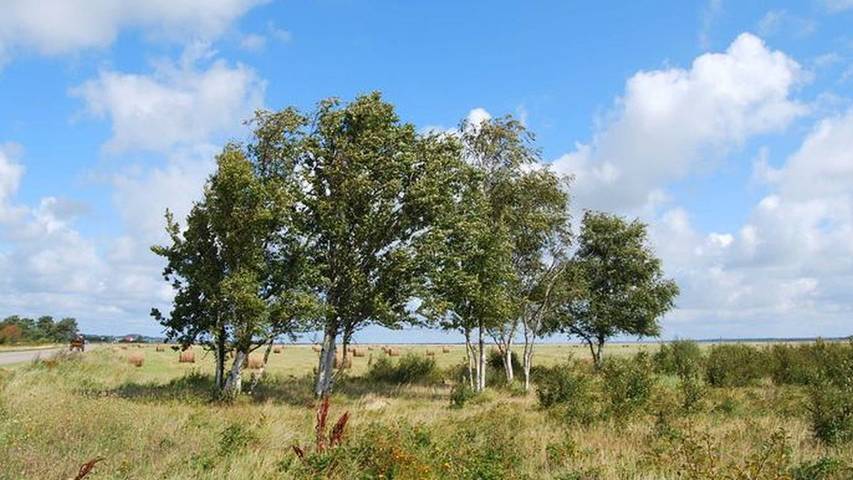 Ferienwohnung für 2 Personen auf Hiddensee - 4