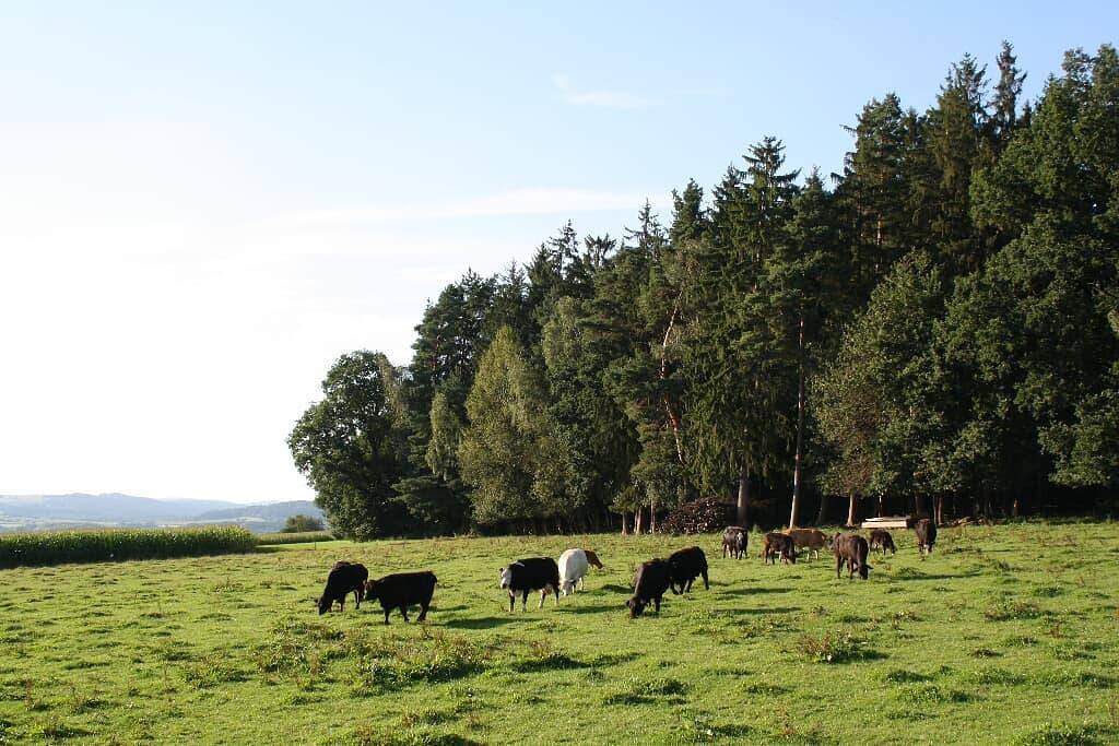 Ganze Wohnung, Ferienwohnung "Ausblick" - Ferienwohnung Ausblick mit kostenfreiem Wlan und herrlichem Ausblick in Rötz, Ostbayern