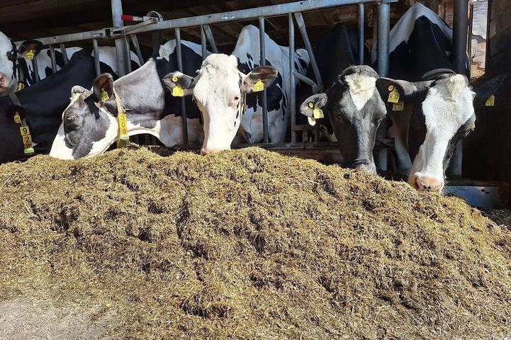 Agriturismo für 4 Personen, mit Garten in Kollmar - 3