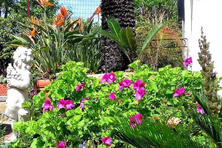 Ferienhaus für 3 Personen, mit Garten auf Ischia - 4