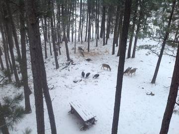 Log Cabin for 10 Guests in Custer State Park, South Dakota, Picture 3