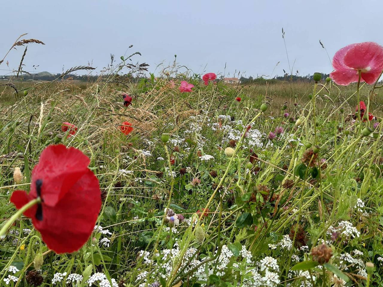 5 person feriebolig i Skagen in Skagen, Tannis Bugt