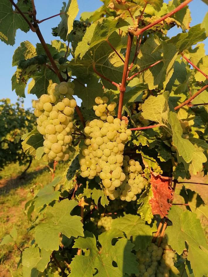 Ferienwohnung für 8 Personen, mit Garten und Balkon in Piesport - 3