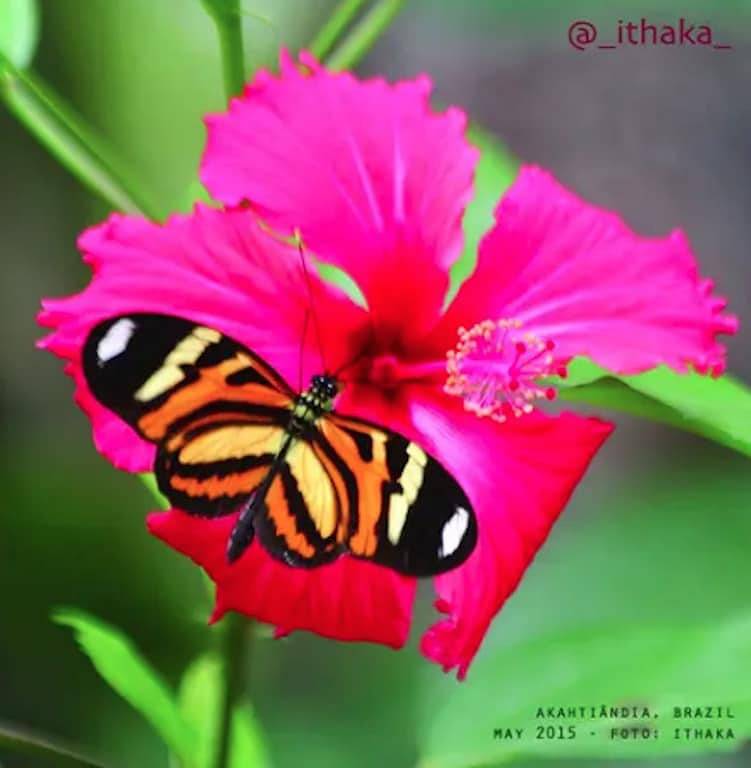 Paradiso Privado! (floresta 1.5km da praia) in Mongaguá, Baixada Santista