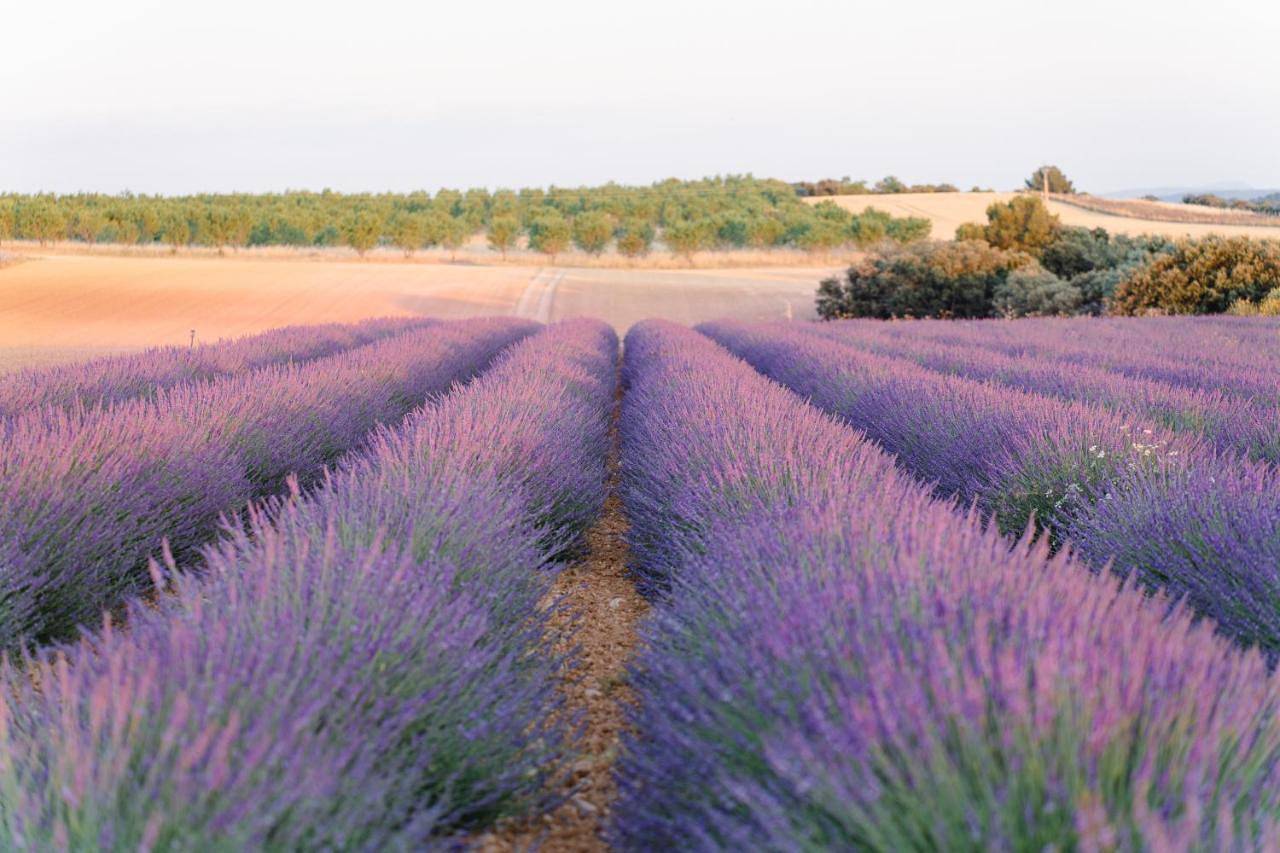 La bulle ico in Valensole, Parc naturel régional du Verdon