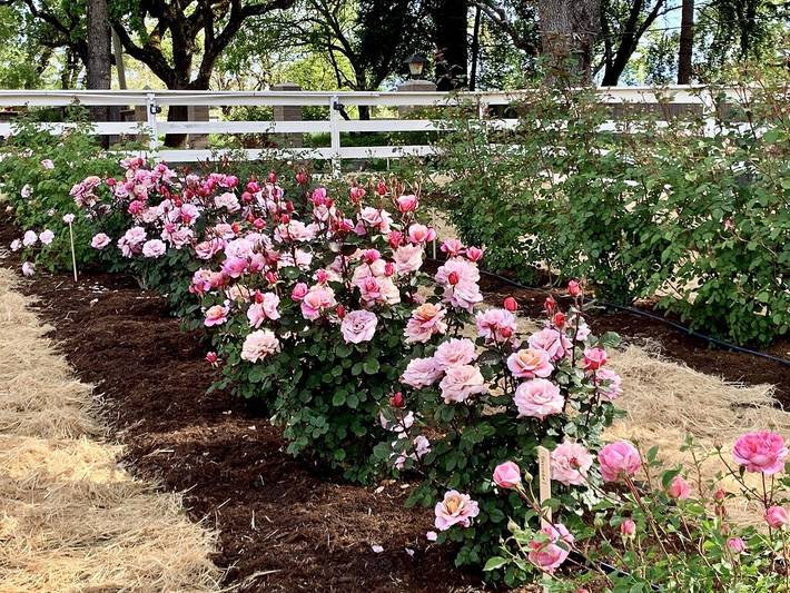 Guesthouse for 2 people, with garden - 1