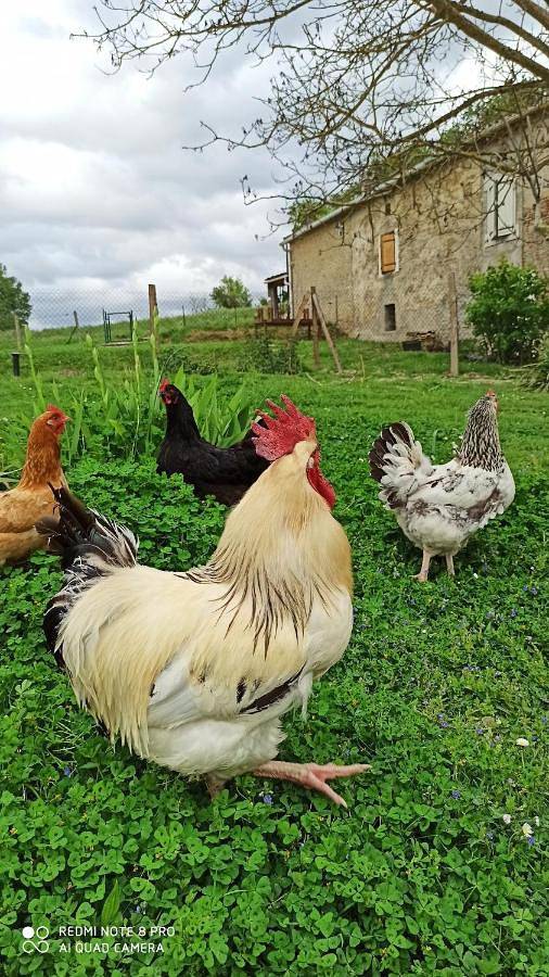 Location de vacances pour 4 personnes, avec jardin, animaux acceptés à Saint-Félix-Lauragais - 2