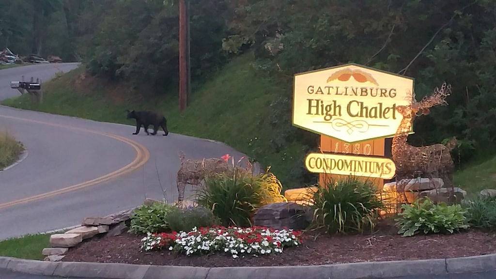 Ganze Wohnung, Baby Bear Tracks: Schöne Mtn Views! Whirlpools, Sauna, 50-Zoll-Fernseher, 1. Etage in Gatlinburg, Sevier County