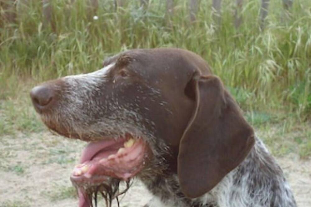 The Tinutella 1, the Tinutella in Abbartello, Olmeto