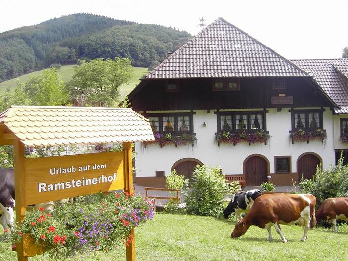 Ramsteinerhof - Gänseblümchen in Hausach, Kinzigtal