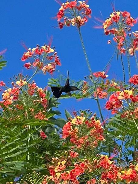 Gîte pour 4 personnes, avec jardin ainsi que vue et piscine dans Plage de Malendure - 3