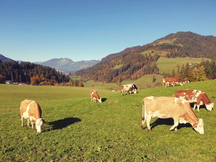 Bauernhof für 3 Personen, mit Garten im Brixental - 3
