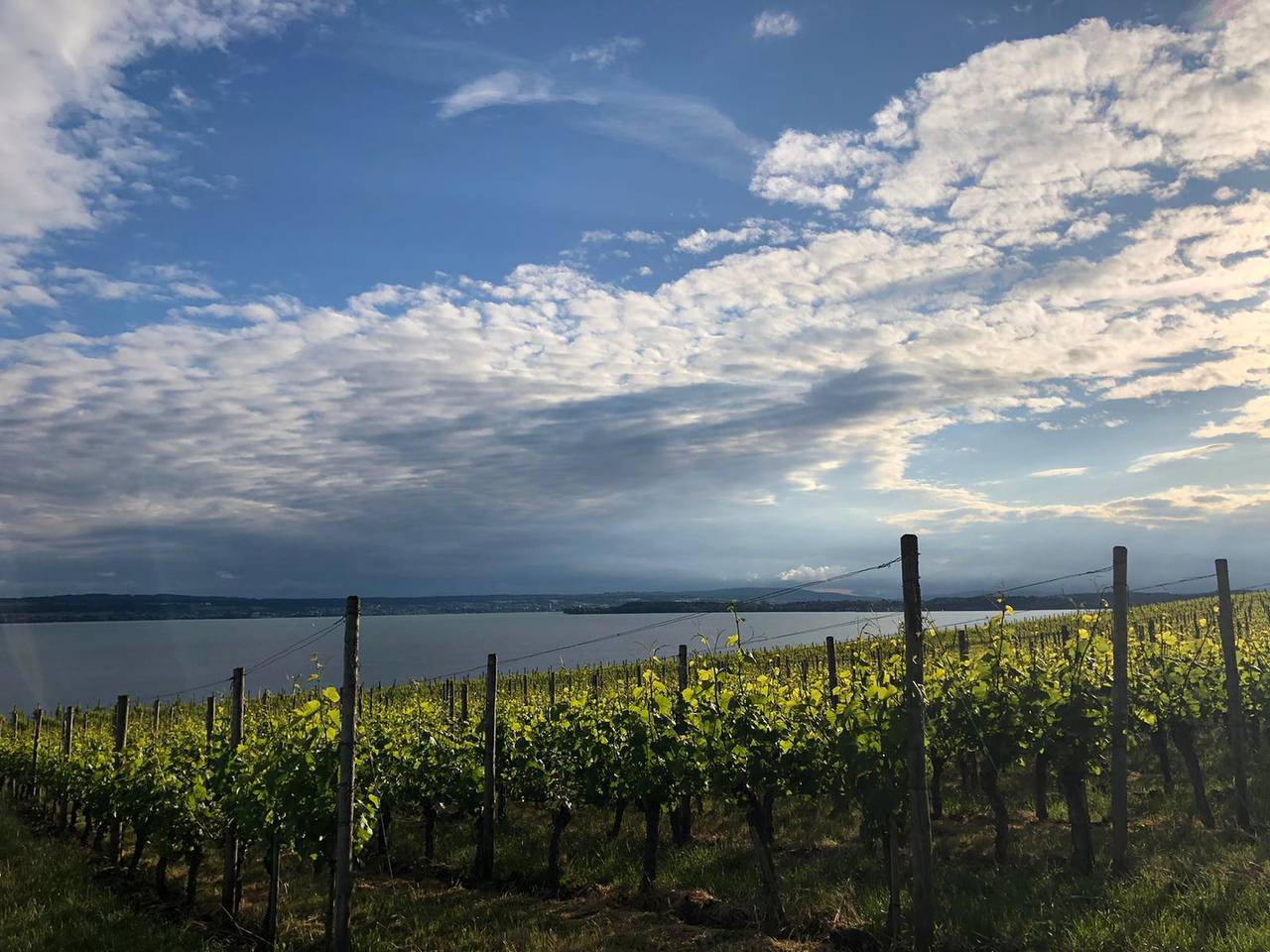 Ganze Ferienwohnung, Gästehaus Seerose - Ferienwohnung Seestern 55 qm 1 Schlafzimmer max. 2 Personen in Wasserburg (Bodensee), Bayerisch Schwaben