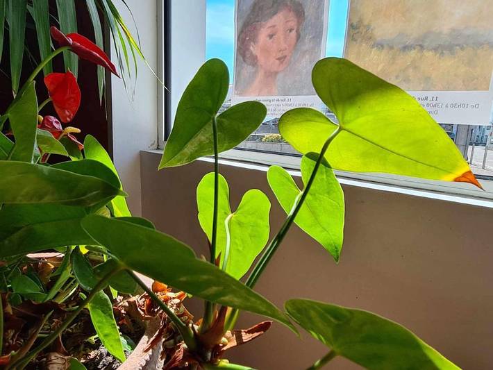 Hôtel pour 2 personnes, avec vue et jardin dans Fromentine - 3