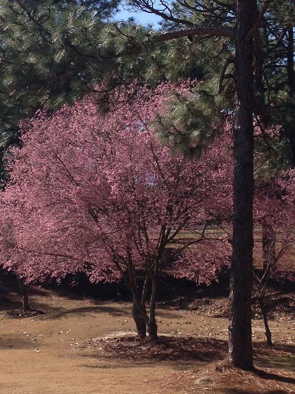 Exklusive Kutschenhaus, Historic District, Fünf-Sterne-Unterkünfte! in Pinehurst, Moore County