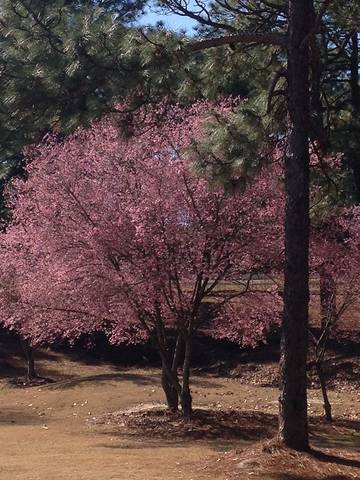 Cottage for 4 Guests in Pinehurst, North Carolina, Picture 2
