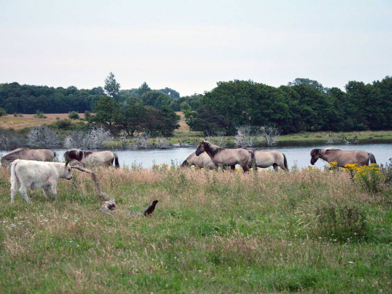 Ganze Ferienwohnung, Ferienwohnung Noor in Geltinger Birk, Gelting