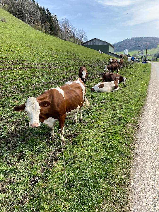 Gîte pour 4 personnes, avec balcon et vue à Maisoncelles-en-Brie - 3