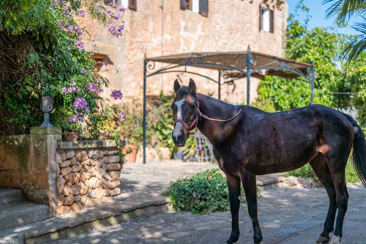 Luxus-Finca für 4 Personen, mit Garten und Kinderpool auf Mallorca - 3