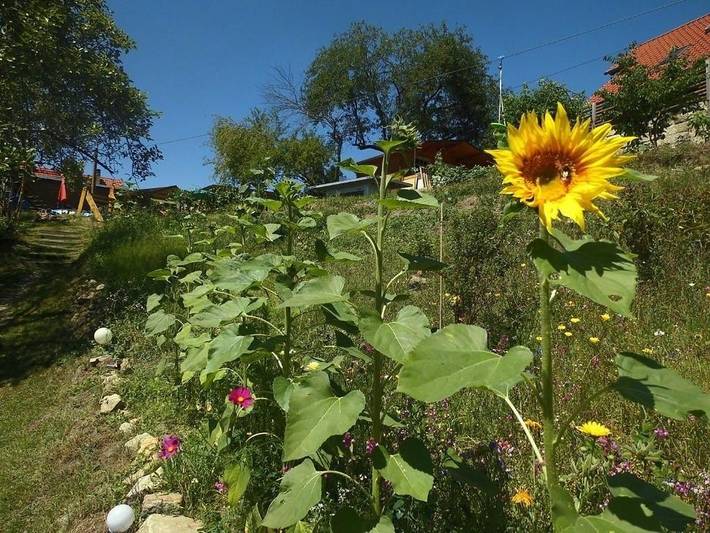 Ferienwohnung für 4 Personen, mit Terrasse und Garten sowie Pool und Sauna in Rathmannsdorf