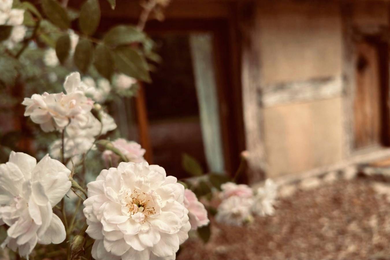 Gästehaus auf idyllischem Fachwerkhof im Dümmer-Weserland, Sauna optional in Landkreis Diepholz