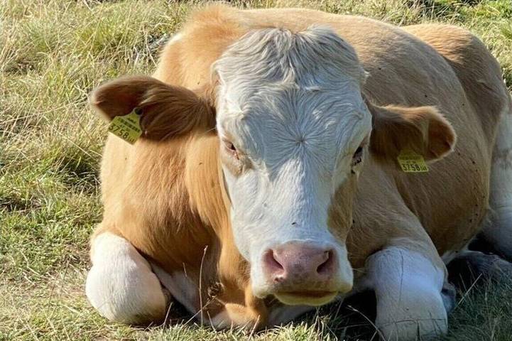 Ferienwohnung für 2 Personen, mit Balkon und Pool - 1