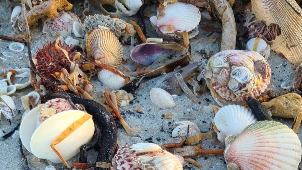 Ganze Wohnung, On the Beach, Sundial of Sanibel! Gulf View Premium Condo, Sleeps 6. in Sanibel, Sanibel Island