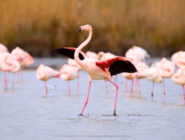 Location de vacances pour 6 personnes, avec piscine ainsi que terrasse et bassin pour enfant dans Plage de l'Espiguette - 4