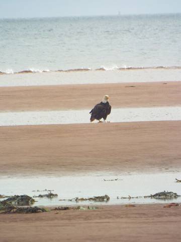 Cabin Rentals And Lodges for 10 Guests in Prince Edward Island, Canada, Picture 1