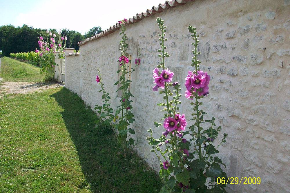 Gite des Grivières in Réaux-sur-Trèfle, Région de Jonzac