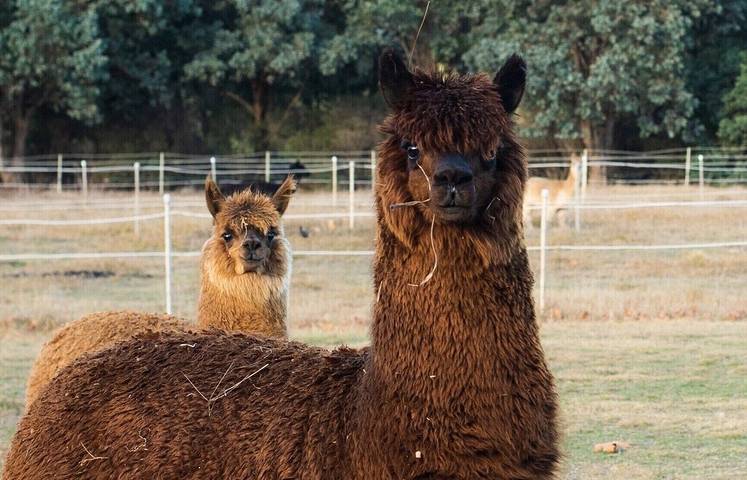 Maison d’hôte pour 30 personnes, avec jardin dans Australie - 2