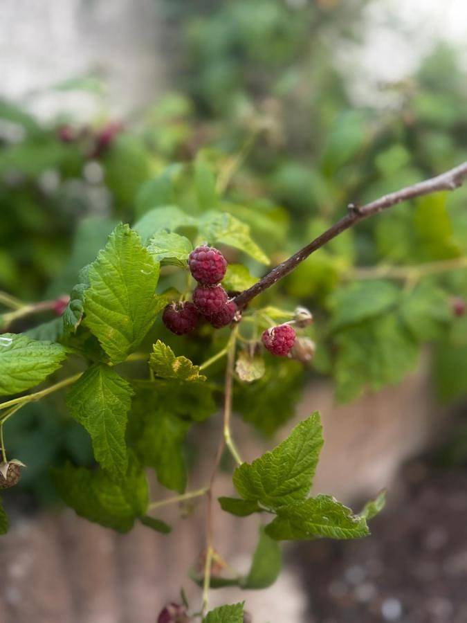 Location de vacances pour 6 personnes, avec terrasse ainsi que vue et jardin, animaux acceptés à Sully-sur-Loire - 4