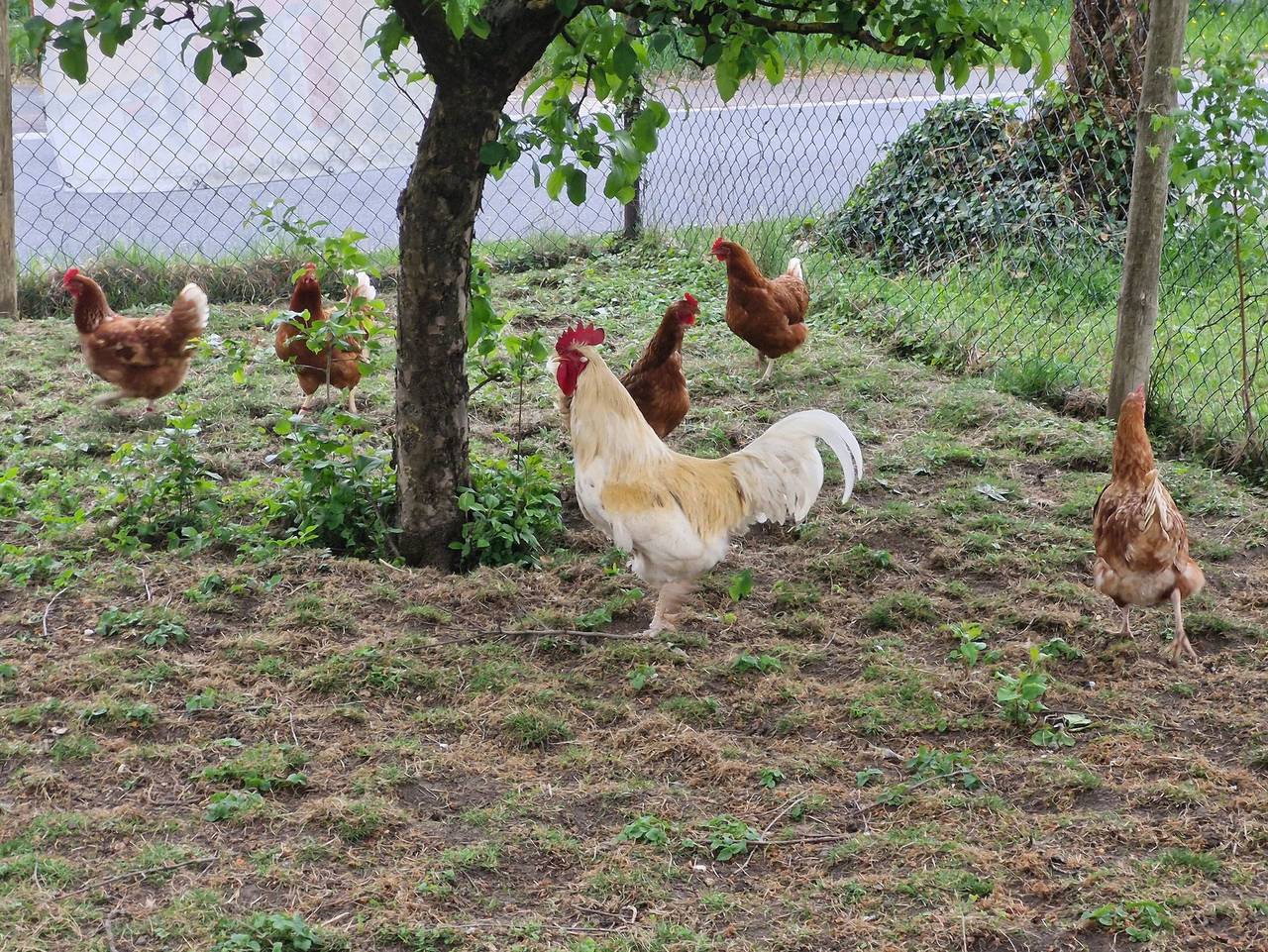 Ganze Ferienwohnung, Ferienwohnung Klaus Siegritzberg - Ferienwohnung Klaus Siegritzberg in Waischenfeld, Fränkische Schweiz