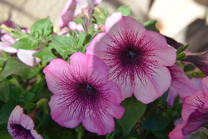 Chambre d’hôte pour 2 personnes, avec vue et jardin, animaux acceptés en Savoie - 4