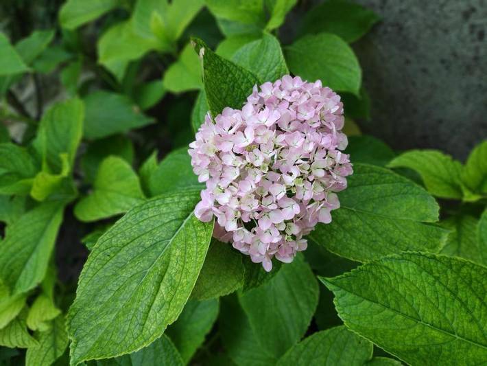 Location de vacances pour 3 personnes, avec vue et jardin, animaux acceptés à Les Vans - 4