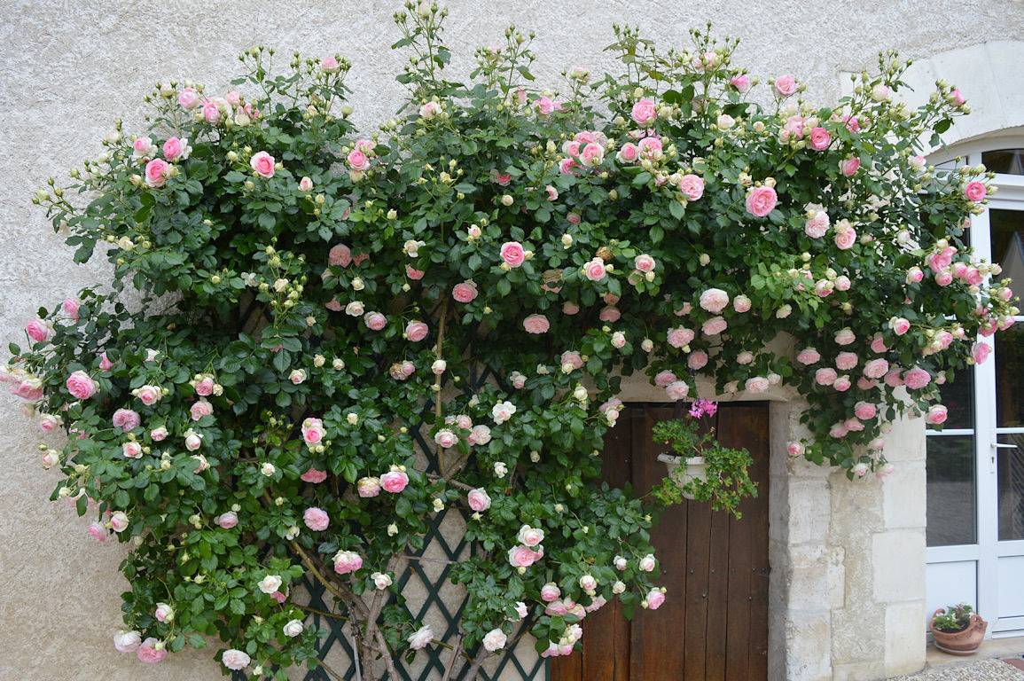 Chambres d'hôtes de la Fontaine - Chambre Colza in Gy-l'Évêque, Région d'Auxerre