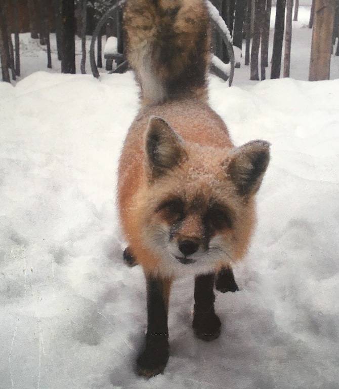 The Fox Den is the perfect cabin for a couples get away near Breckenridge Co. in Park County