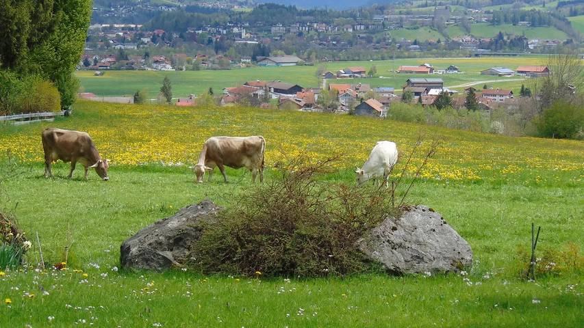 Hütte für 6 Personen, mit Garten im Oberallgäu - 4